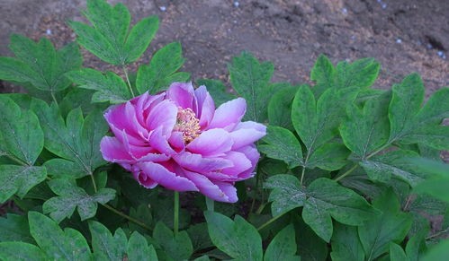 牡丹花開，苗木生機(jī)